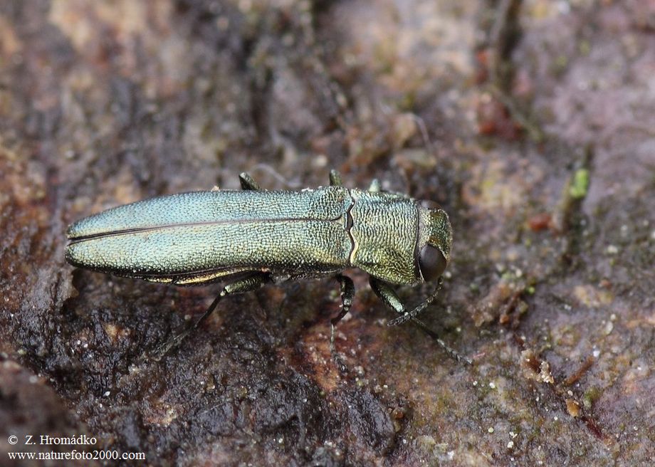 polník úzký, Agrilus angustulus (Illiger, 1803), Buprestidae (Brouci, Coleoptera)